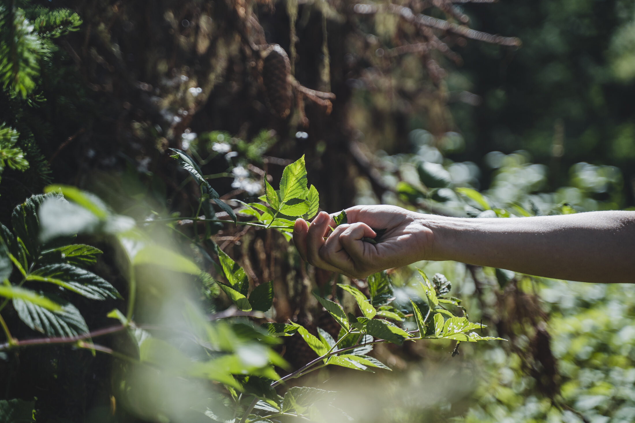 Hand gathering wild botanicals